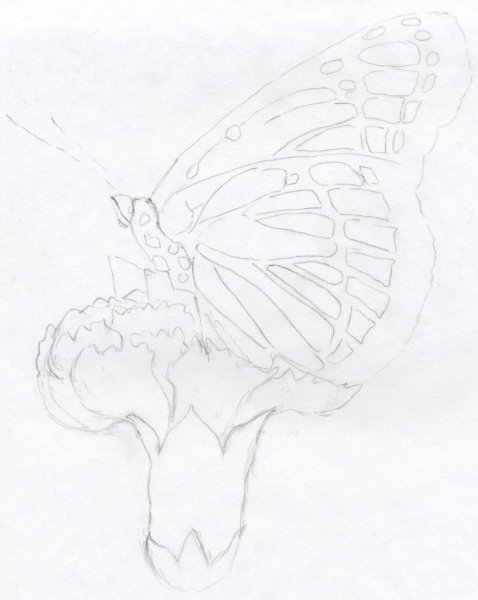 Рисунок бабочки карандашом для срисовки