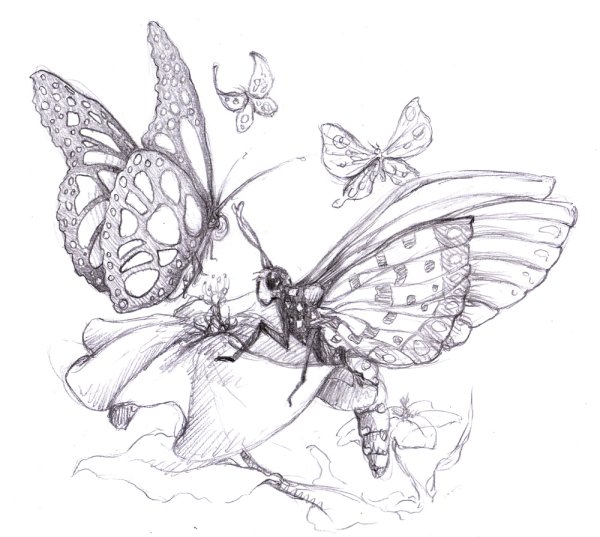 Бабочка карандашом