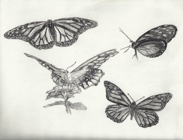 Бабочка скетч