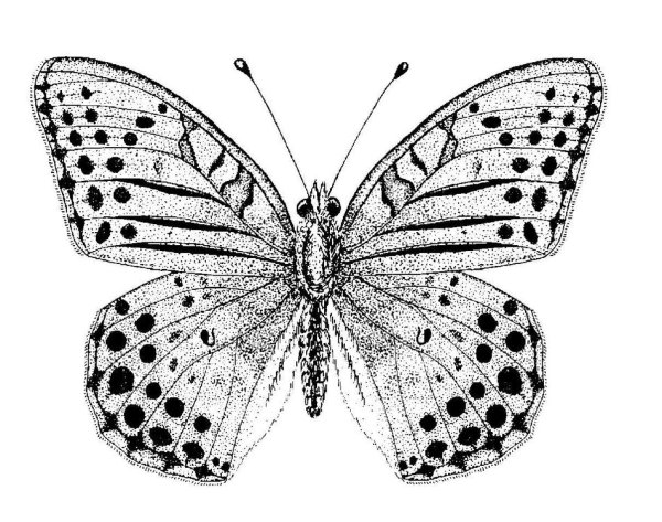 Бабочка голубянка