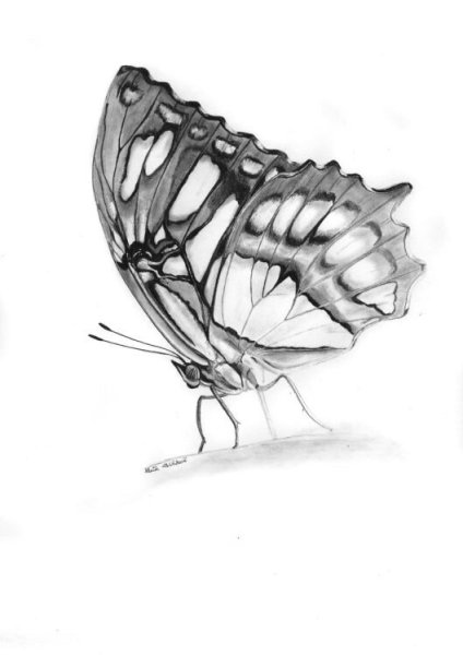 Набросок бабочки карандашом