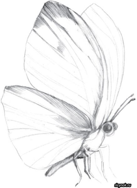 Зарисовки бабочек карандашом