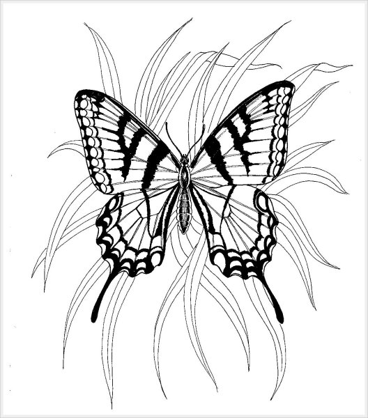 Бабочка рисунок карандашом