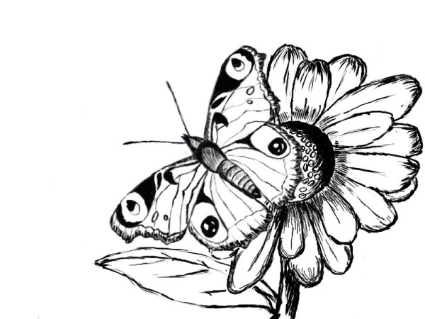 Выжигание по дереву бабочки