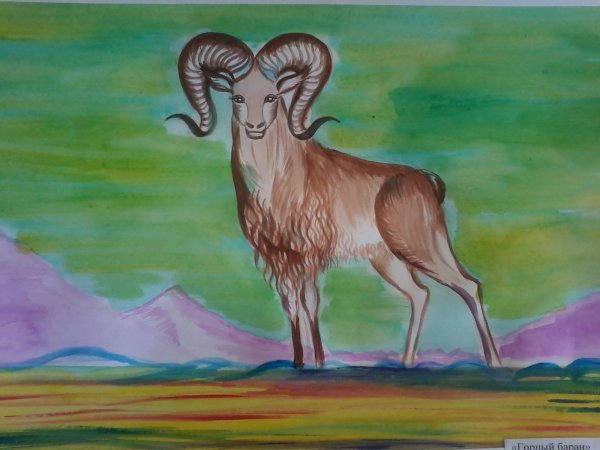 Горный баран Архар рисунок