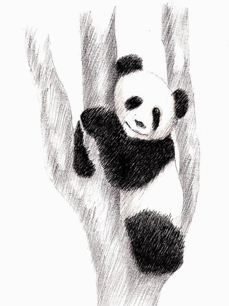 Панда для рисования