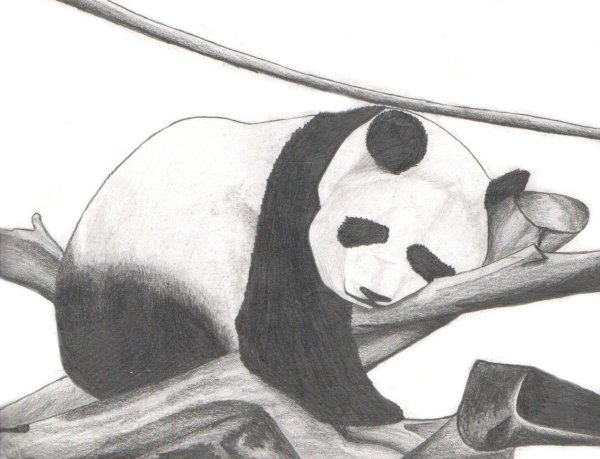 Рисунок панды простым карандашом