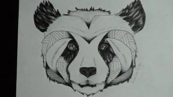 Панда для срисовки карандашом