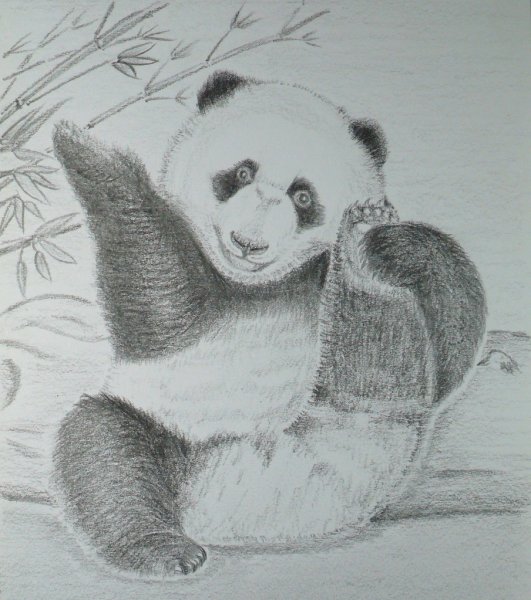 Панда рисунок карандашом