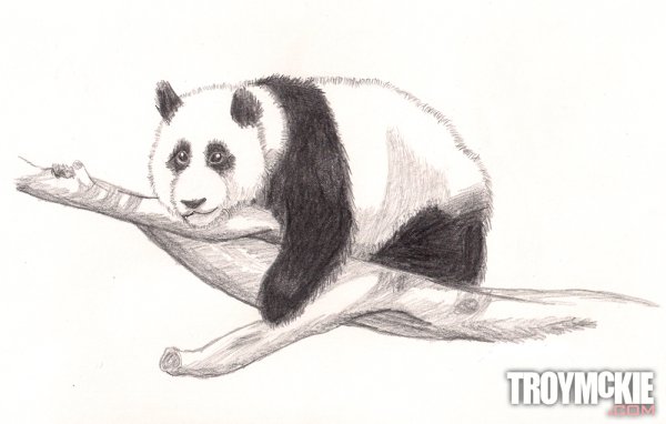 Портретная зарисовка панды
