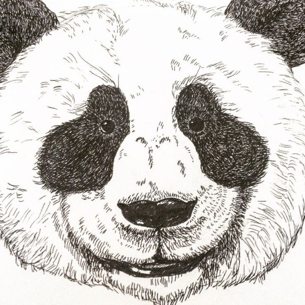 Панда карандашом
