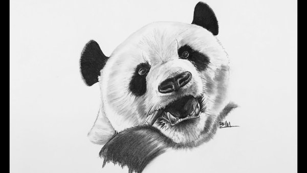 Рисунок панды простым карандашом