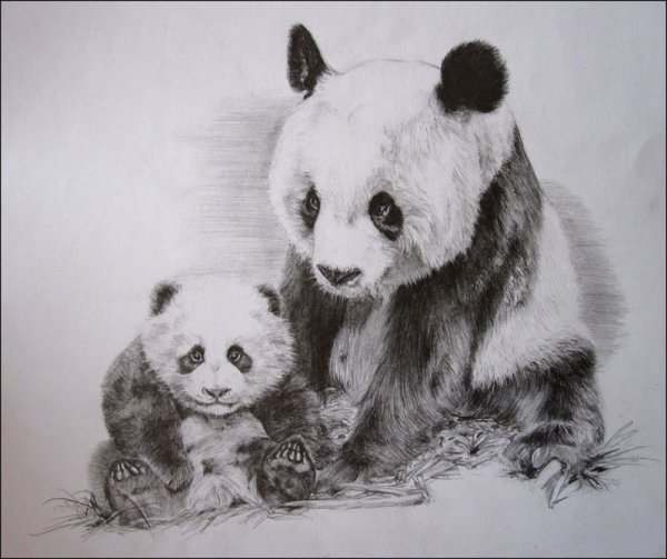 Панда карандашом