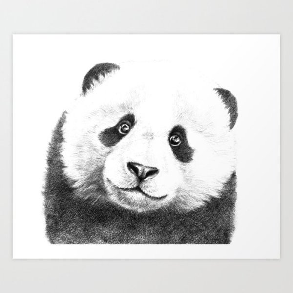Панда рисунок карандашом