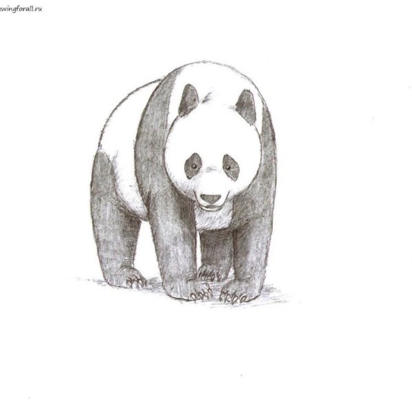 Панда рисунок карандашом