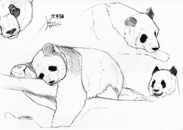 Панда рисунок для срисовки