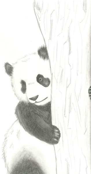 Панда рисунок карандашом