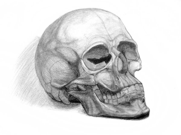 Череп карандашом
