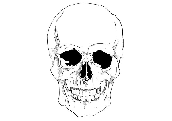 Череп рисунок