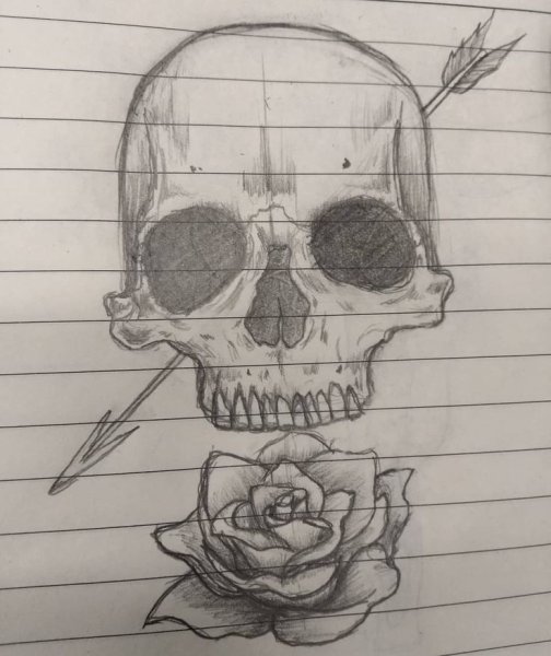 Очертания черепа