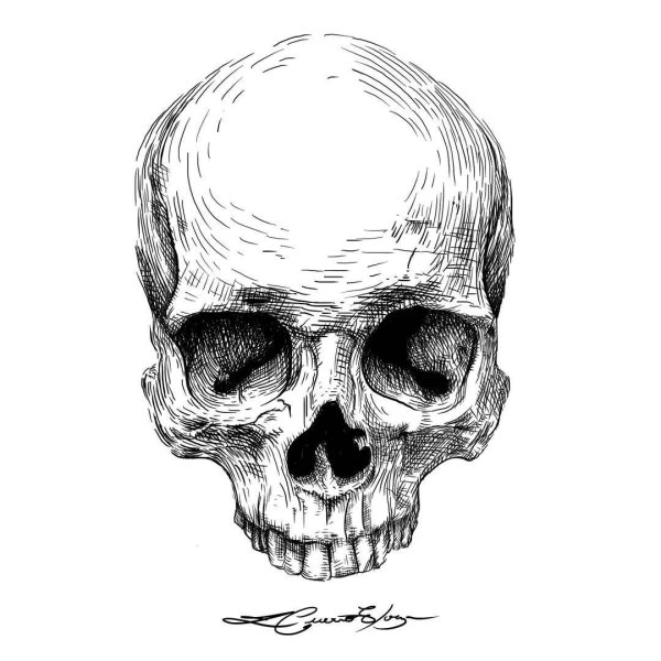 Череп в профиль эскиз