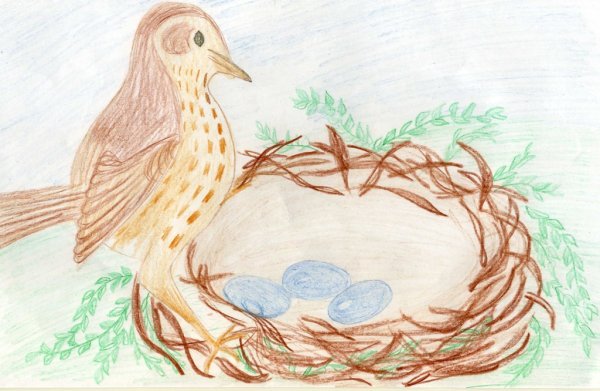 Виталий Бианки Лесные домишки читательский дневник рисунки