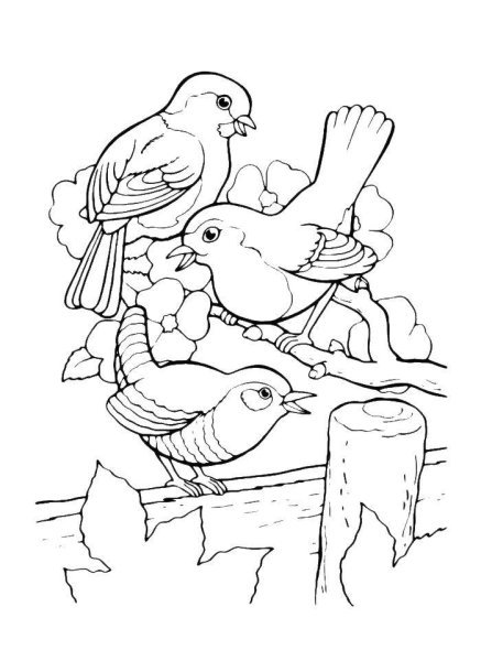 Птицы. Раскраска