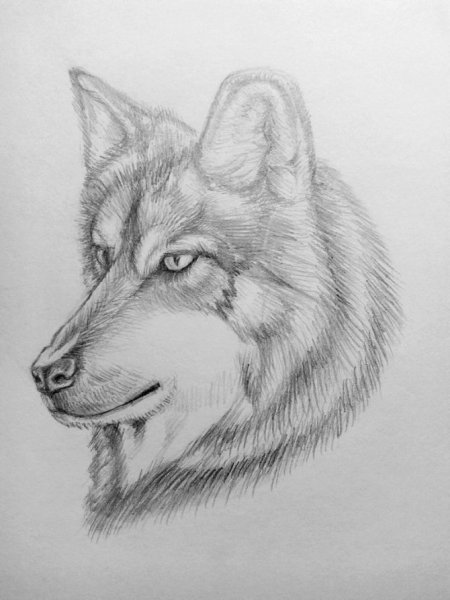 Рисунки Волков карандашом