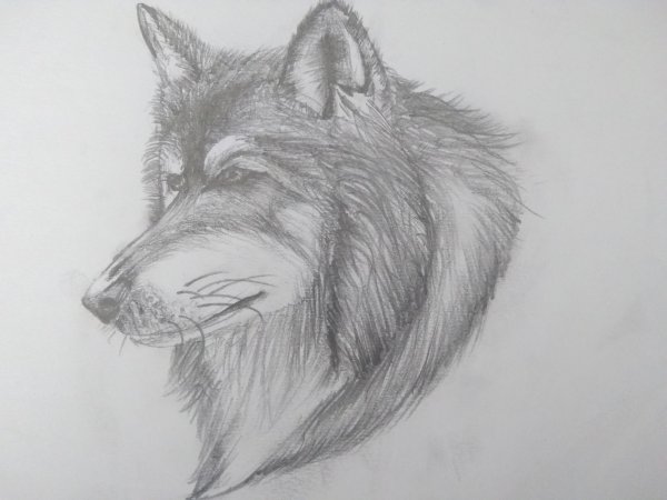 Одинокий волк карандашом