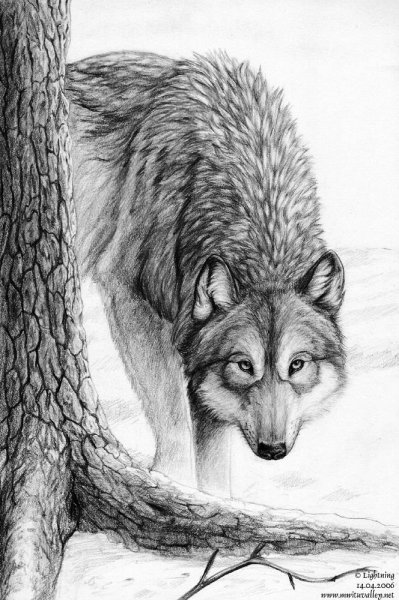 Волк карандашом