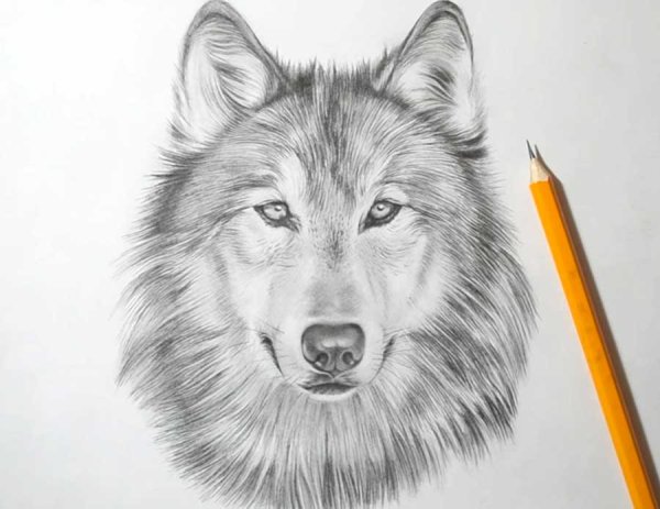 Волк карандашом для срисовки
