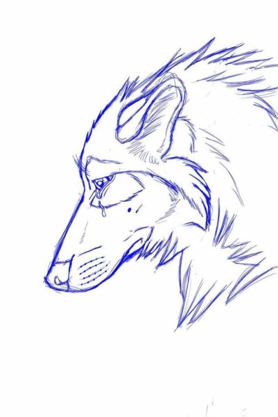 Волк карандашом для срисовки
