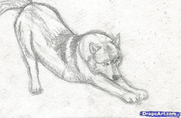 Волк простым карандашом