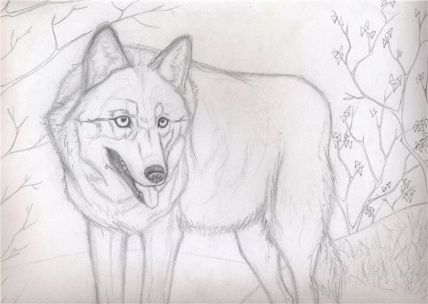 Картинки волка карандашом