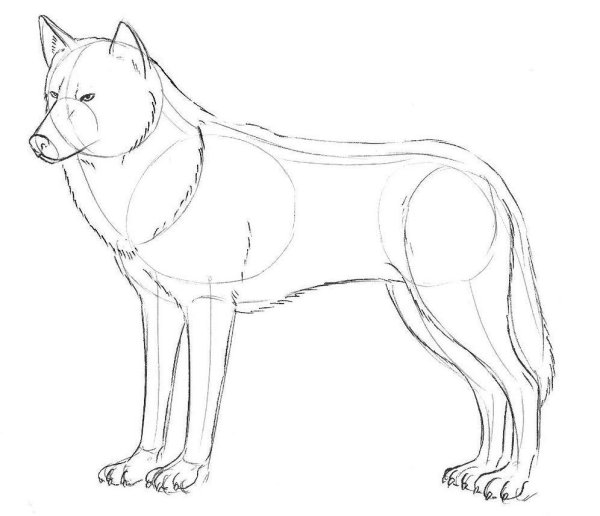 Волки карандашом легкие