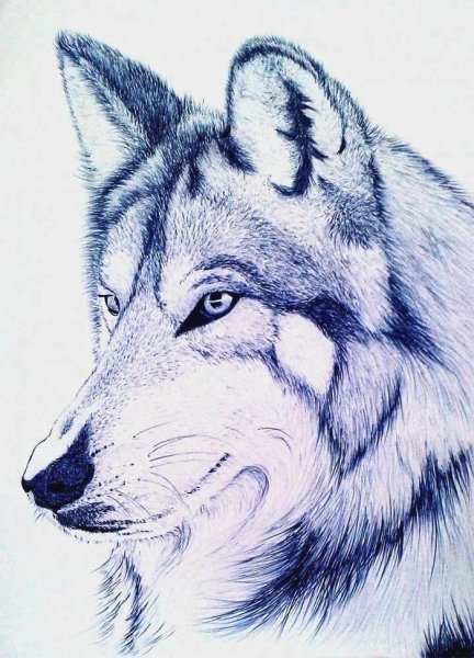 Волк карандашом