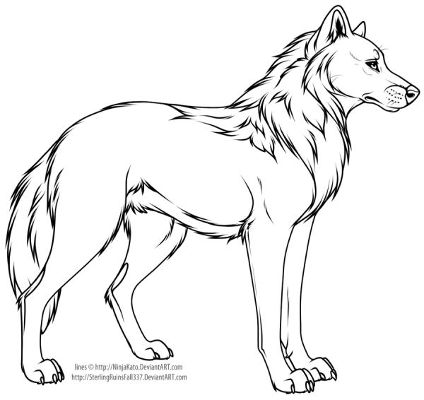 Рисунки Волков карандашом для срисовки