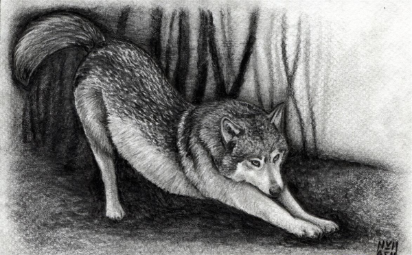 Волк штрихами