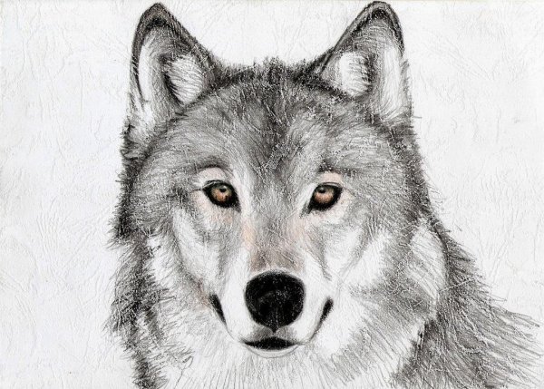 Рисунки Волков карандашом