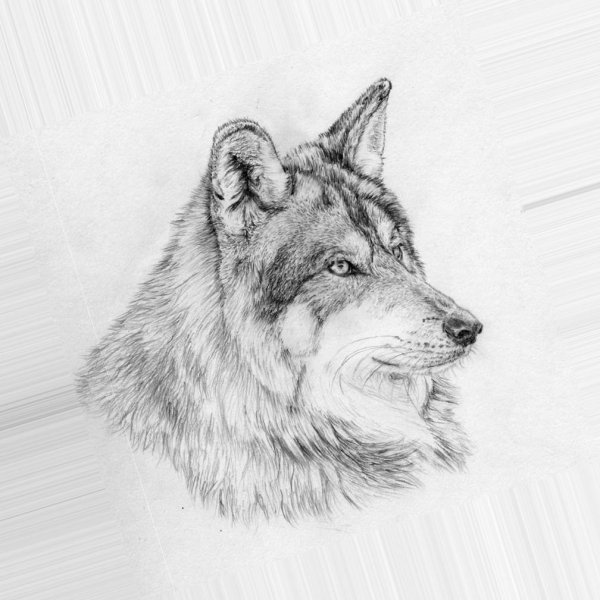 Волк контур