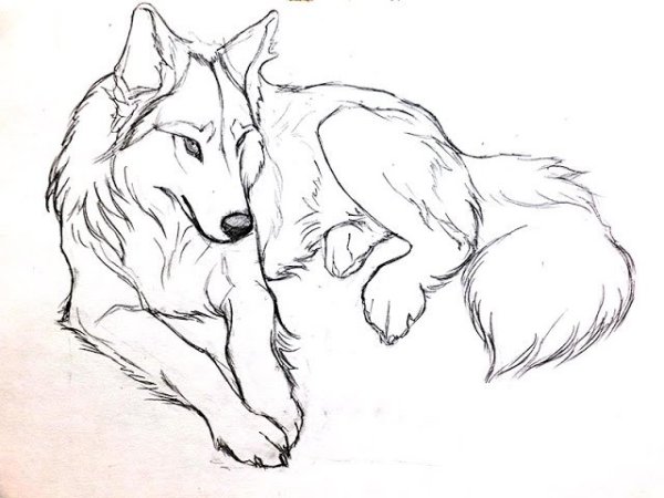 Рисунок волка карандашом для срисовки легкие
