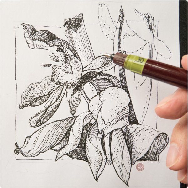 Цветы карандашом композиция с фоном