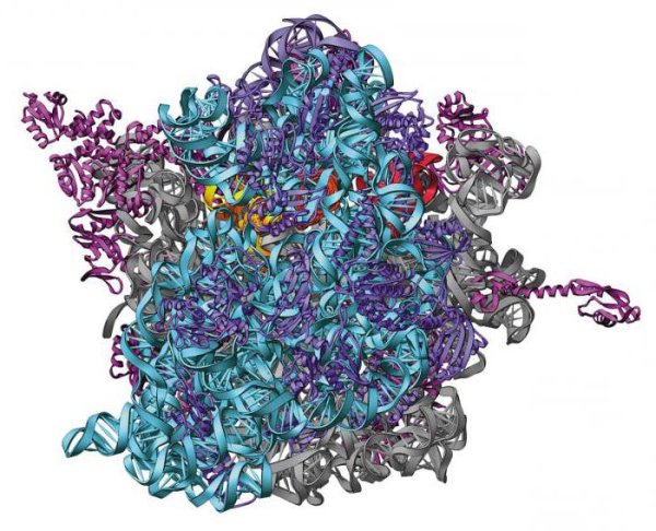 Сложная молекула белка