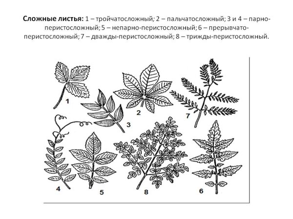 Основные типы сложных листьев