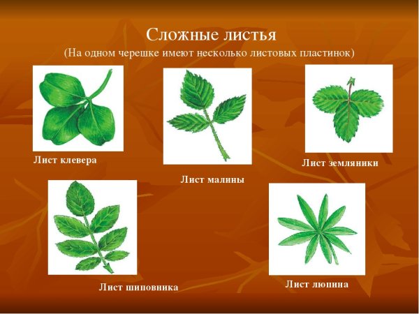 Ложный лист