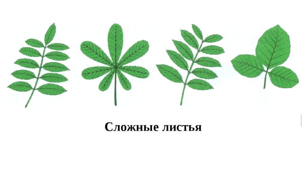 Тройчатый пальчатый перистый