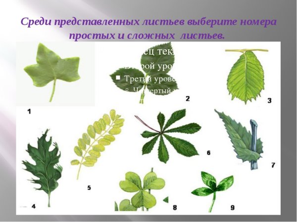 Строение сложных листьев