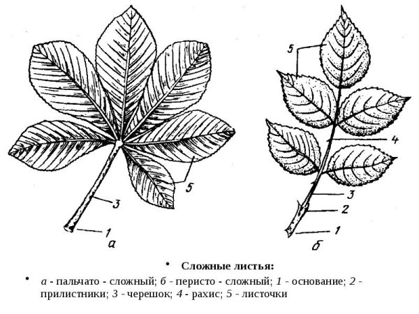 Основание листа шиповника