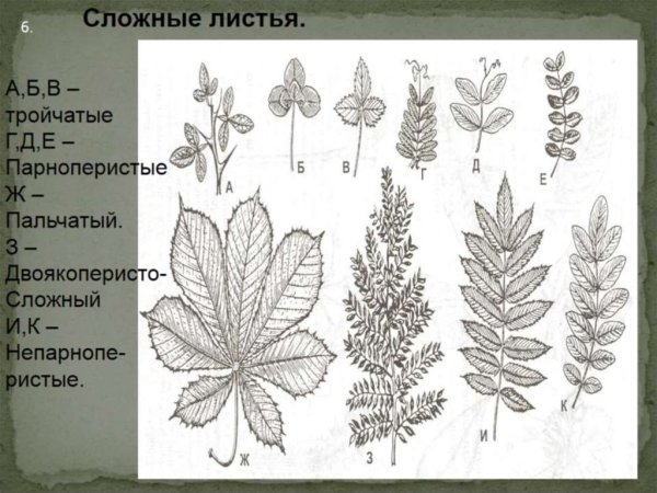 Примеры простых и сложных листьев