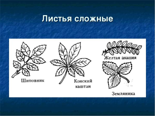 Жилкование однодольных